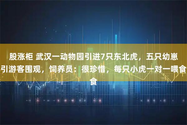 股涨柜 武汉一动物园引进7只东北虎，五只幼崽引游客围观，饲养员：很珍惜，每只小虎一对一喂食